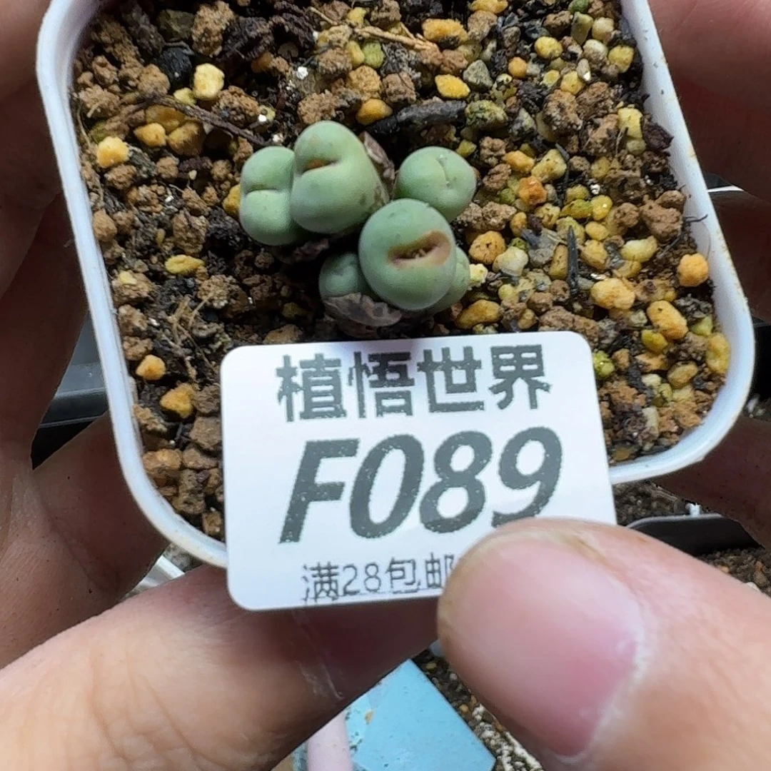 多肉植物的人生fgb