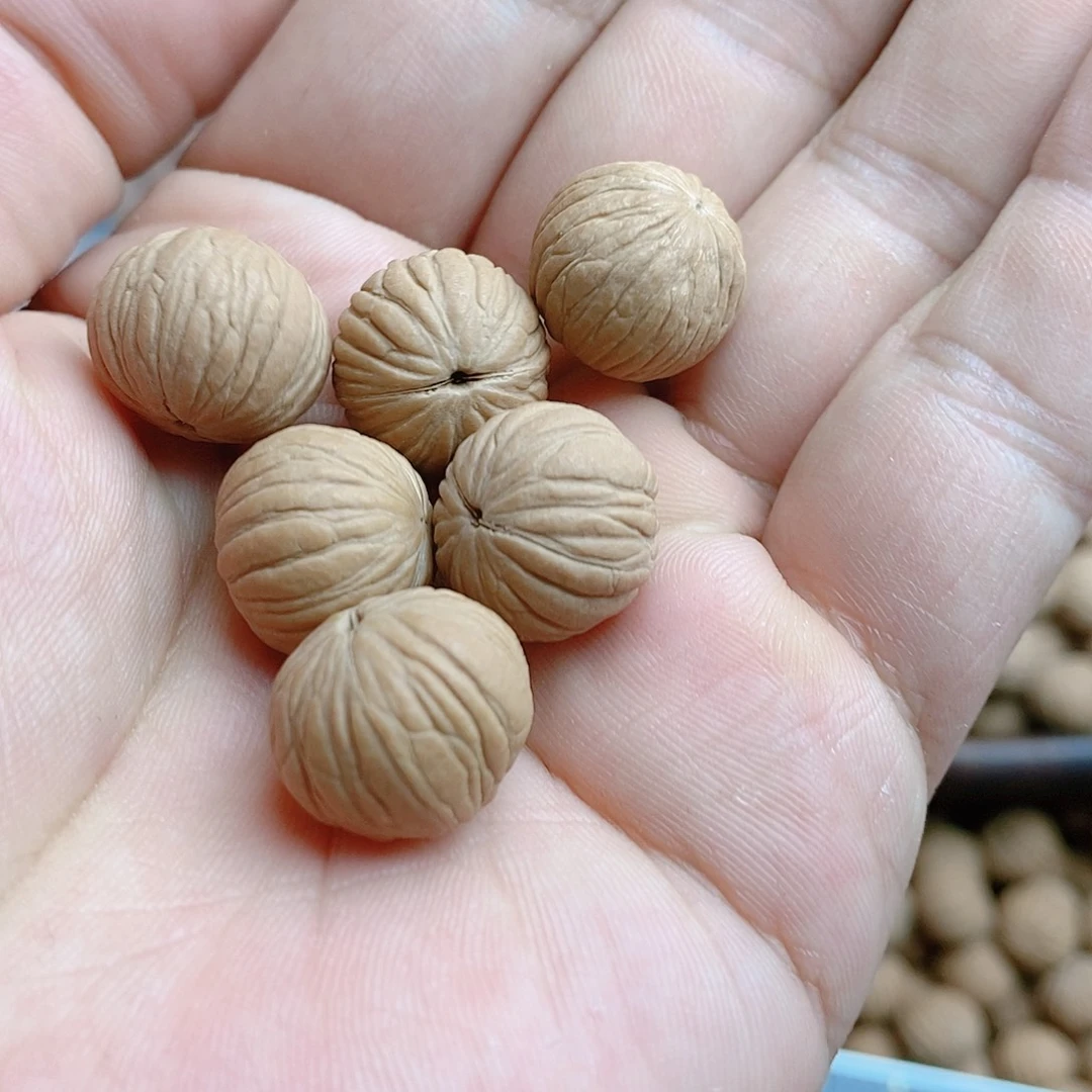 抱***花土豪散籽14+尺寸，100颗，不打孔