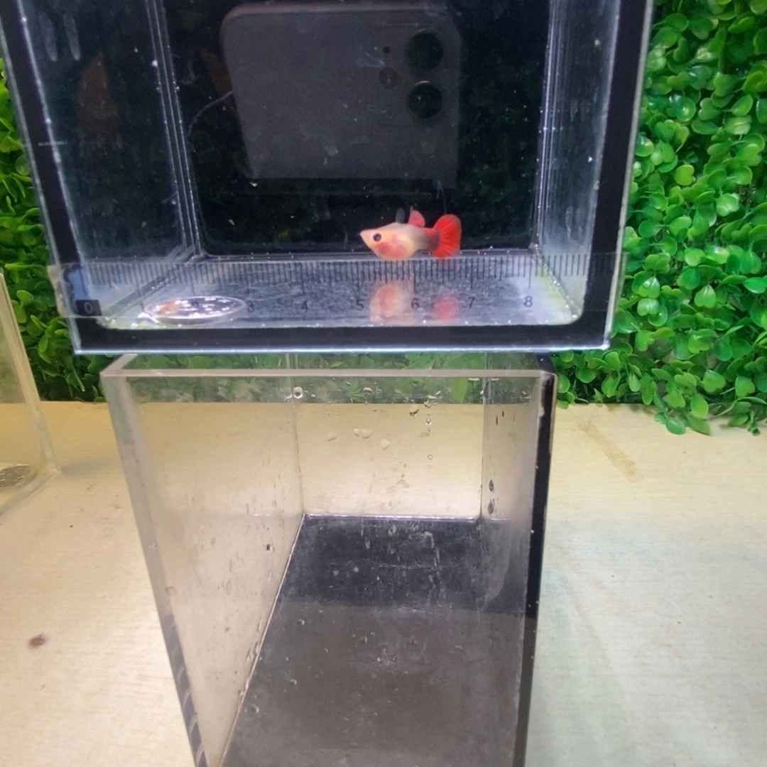 孔雀鱼红礼服玻璃猫一对