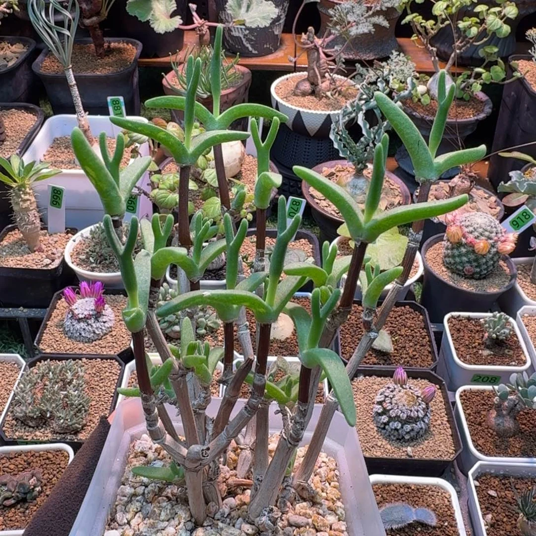 老桩怪奇鸟471 仙人球