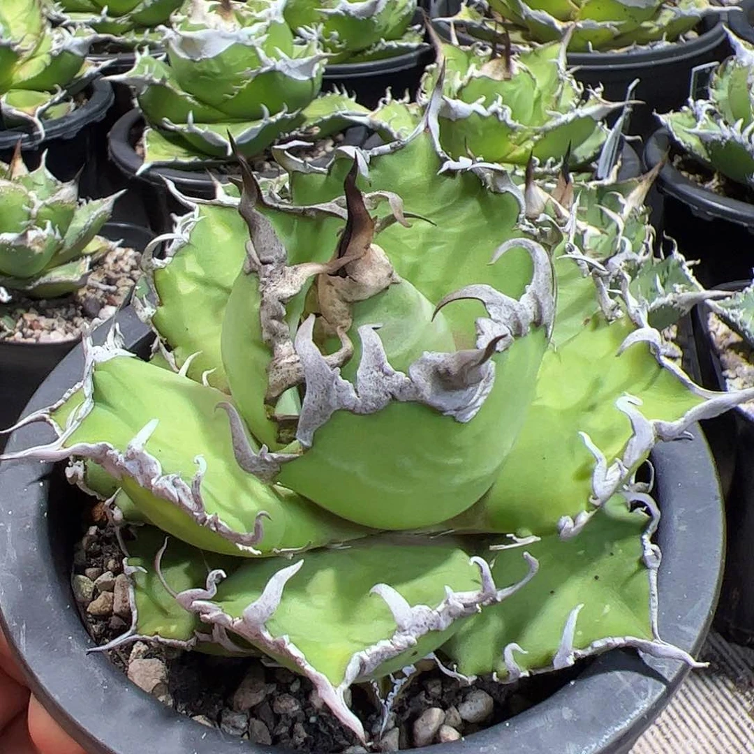 M***头凯撒龙舌兰仁王冠