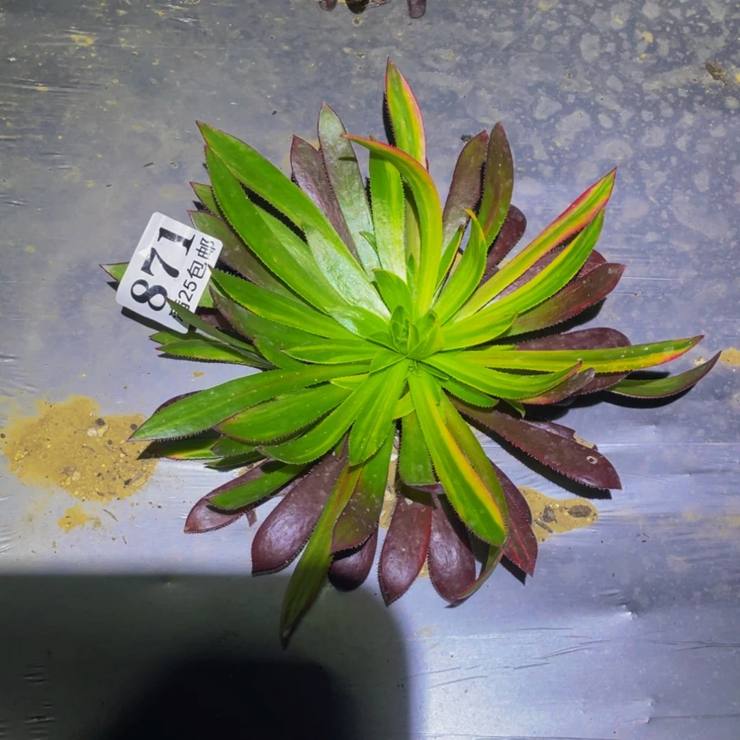 火凤凰七彩多肉植物871