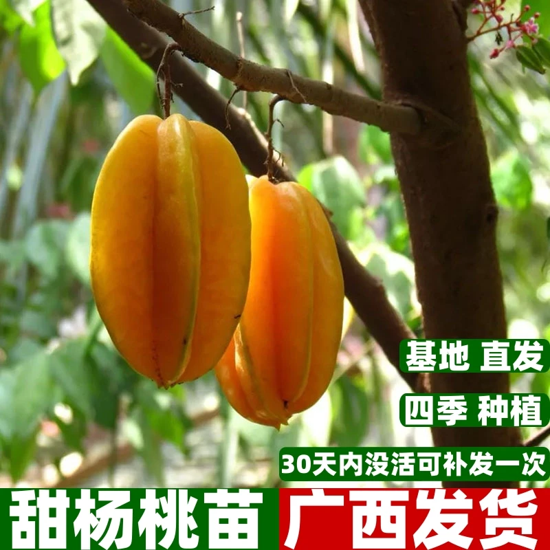 甜杨桃树苗纯甜杨嫁接苗四季种植结果可地栽盆栽当年结果四季种植