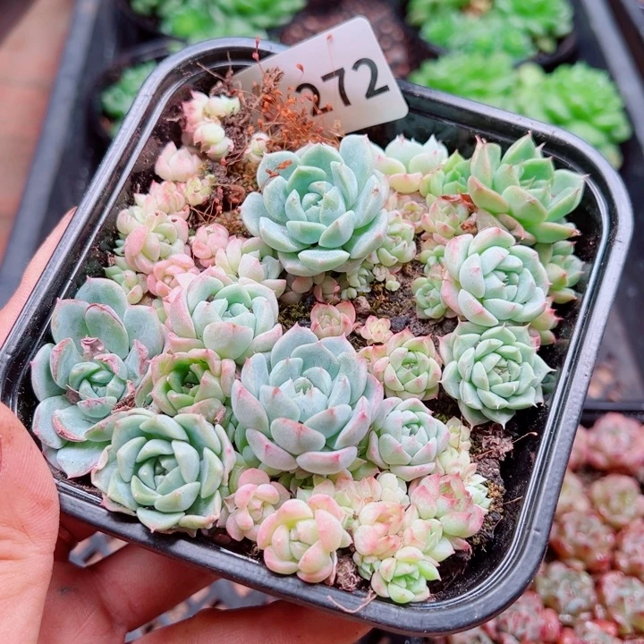 多肉植物多肉植物