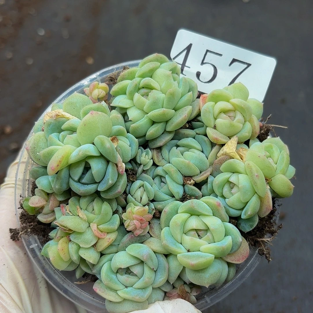 多肉植物多肉植物457
