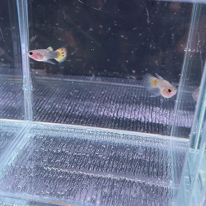 孔雀鱼金葵花球体大c 1对