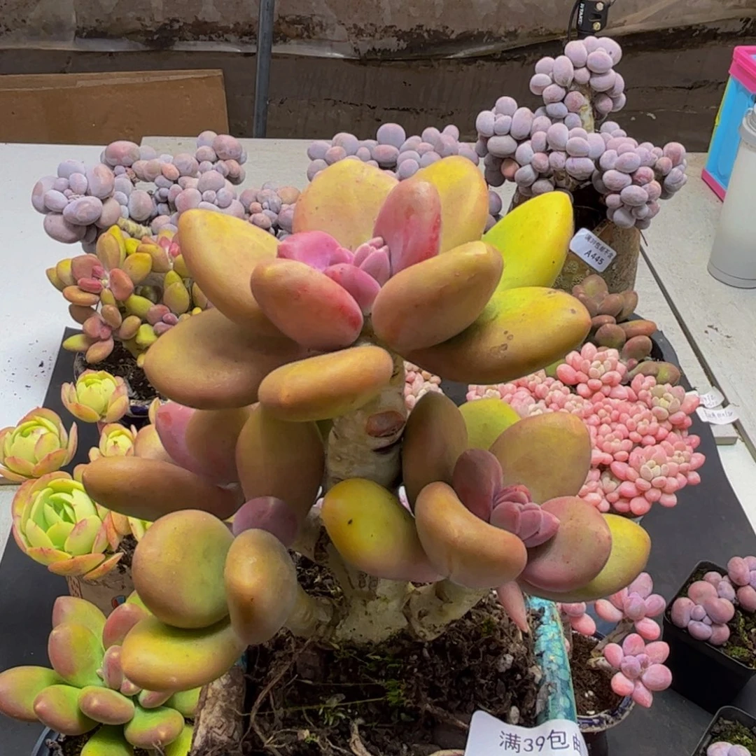218/9cm芒果奶多肉
