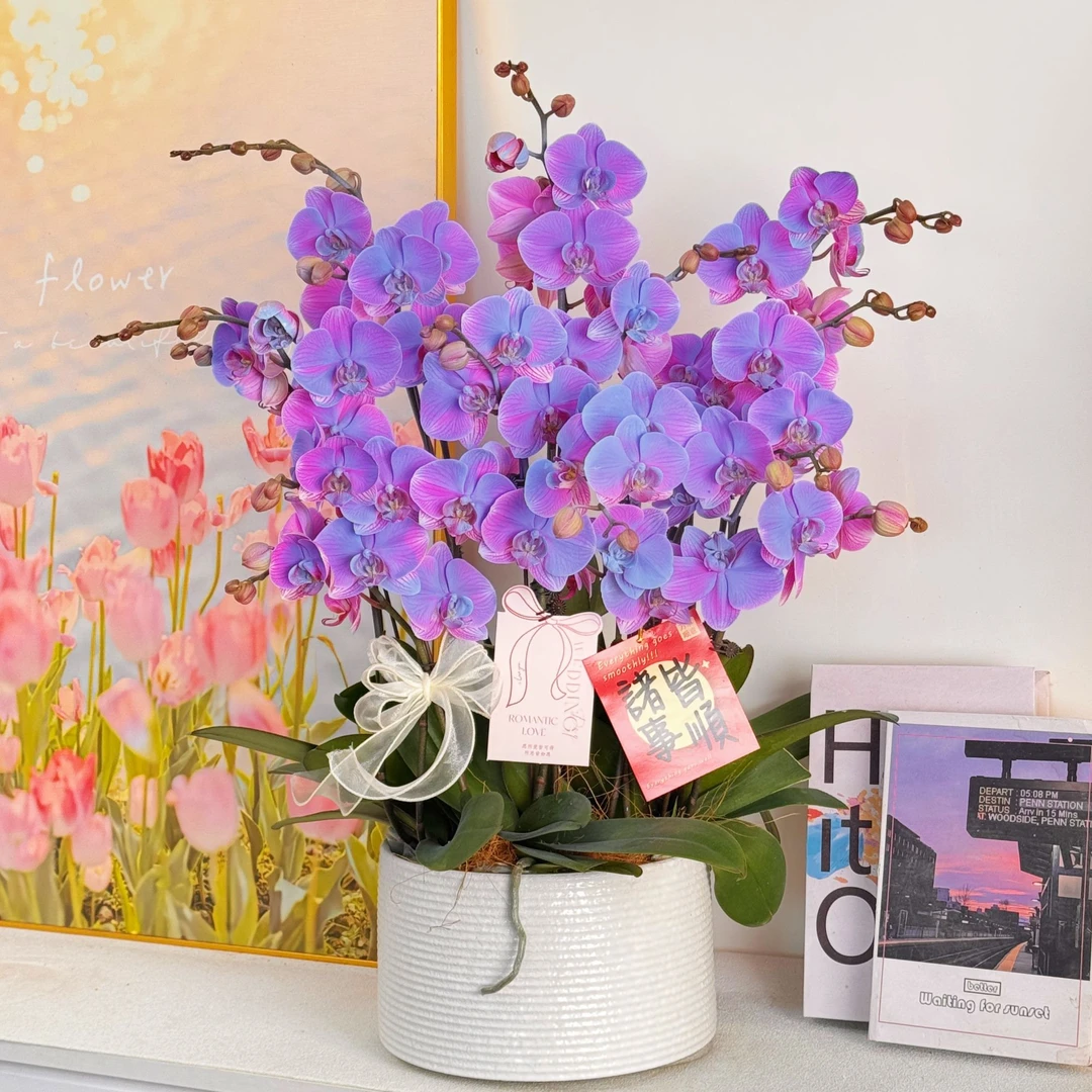 【 海洋之星】 大花马卡龙鲜花蝴蝶兰 喷色工艺艺术组盆 室内花卉