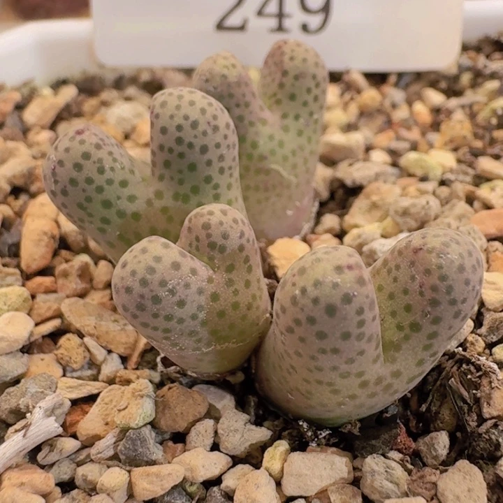 249 长颈鹿斑马。