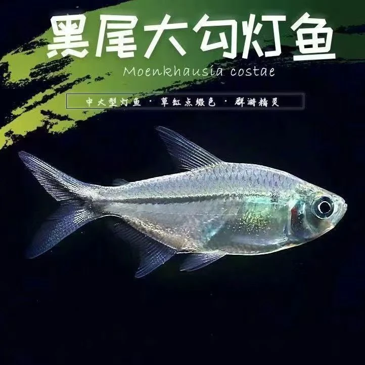 【4-5cm】黑尾大勾黑尾旗热带鱼观赏鱼草缸群游鱼黑尾小型活体包活