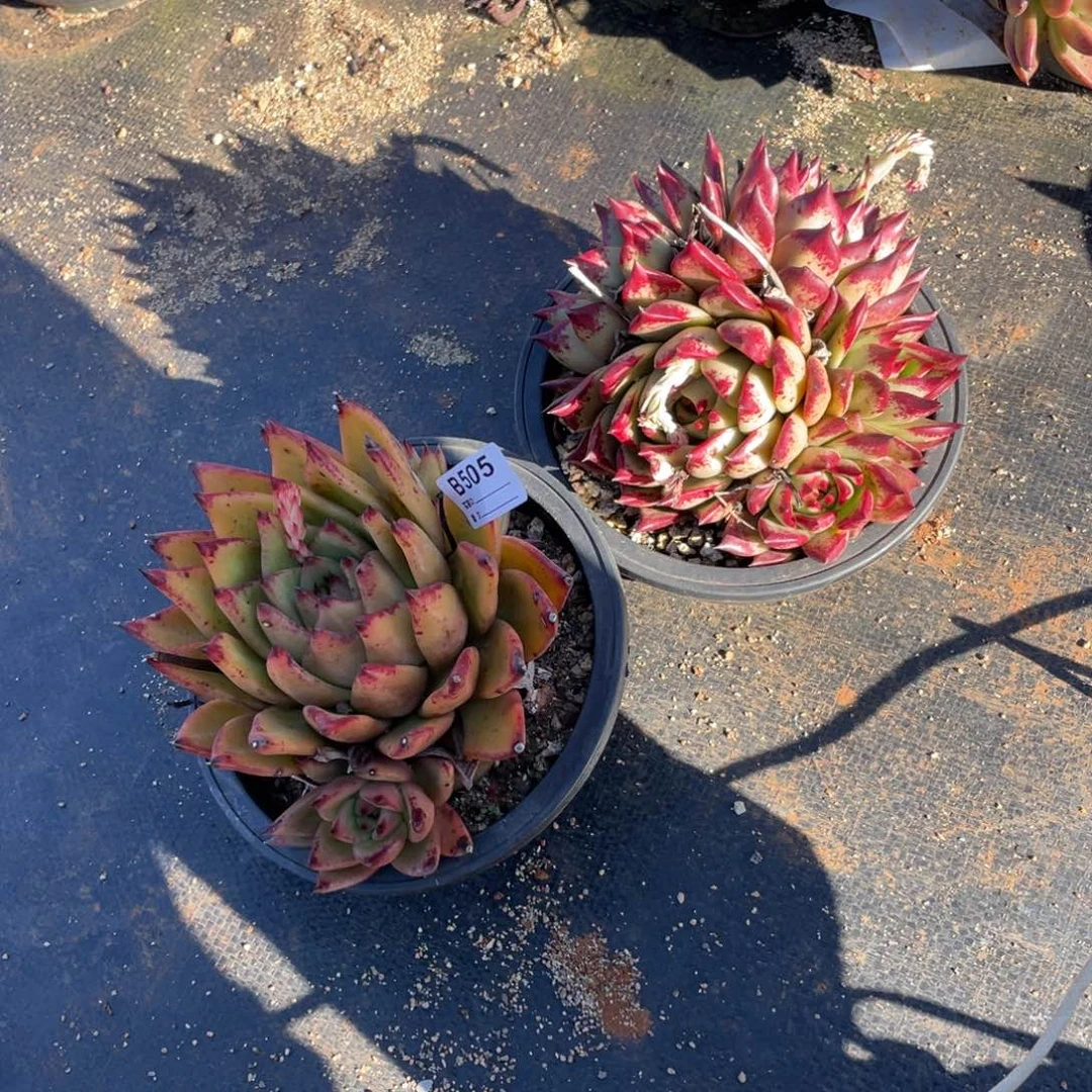 无花朵若如东云单拍B505