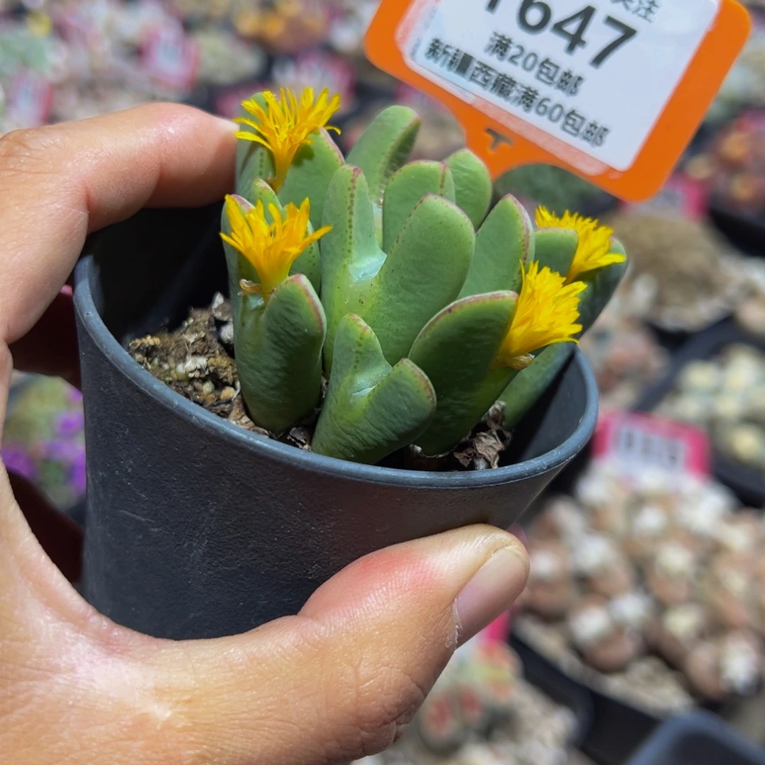 647 一物一拍，默认有伤，介意勿拍，不退不换