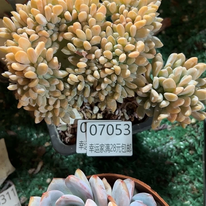 幸运的是我还在等你呢