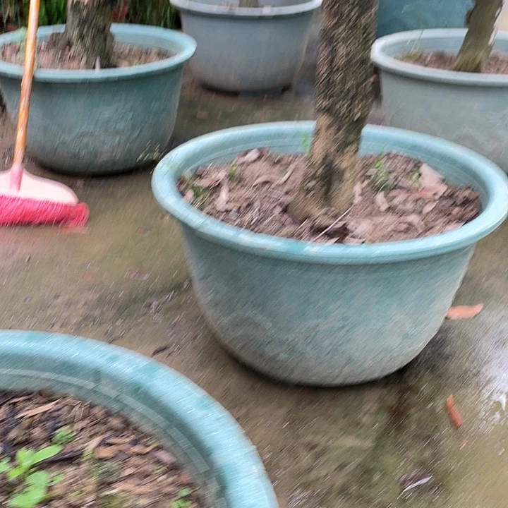 熊***牟完全开放果树8888888