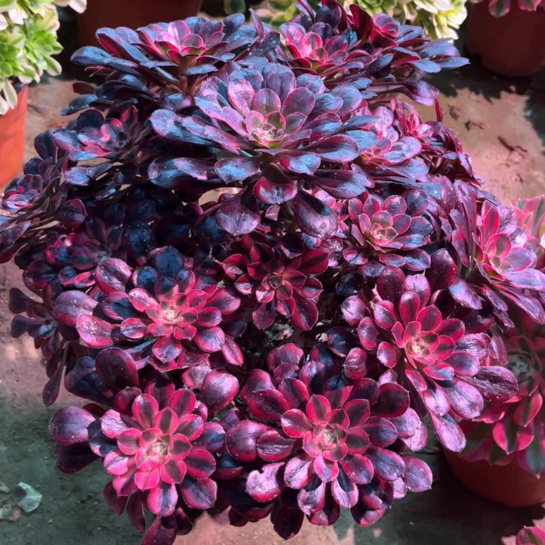 多肉植物丽娜087