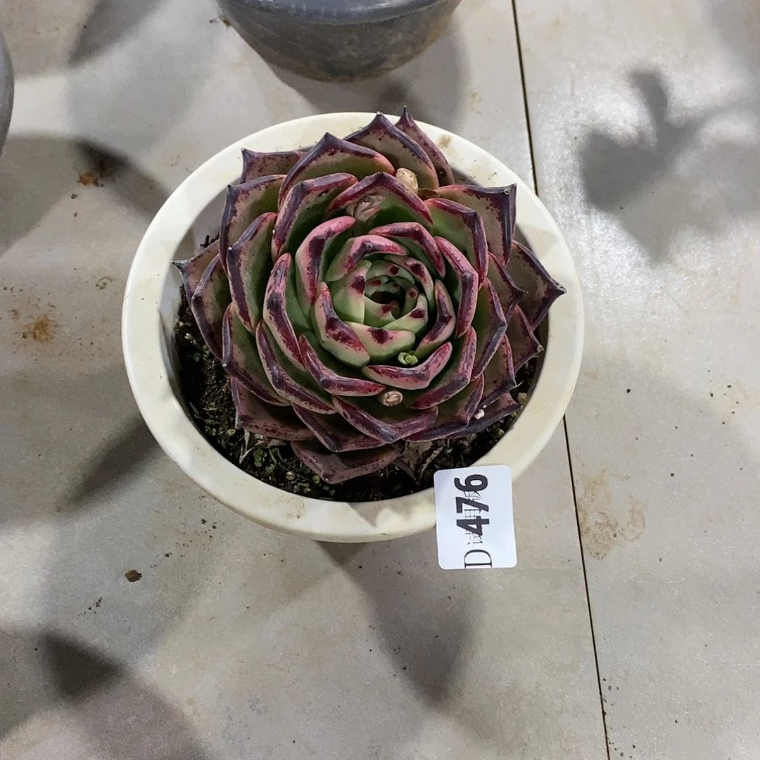 雪*476皮蛋多肉植物
