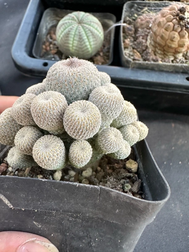 实生月世界自然群682