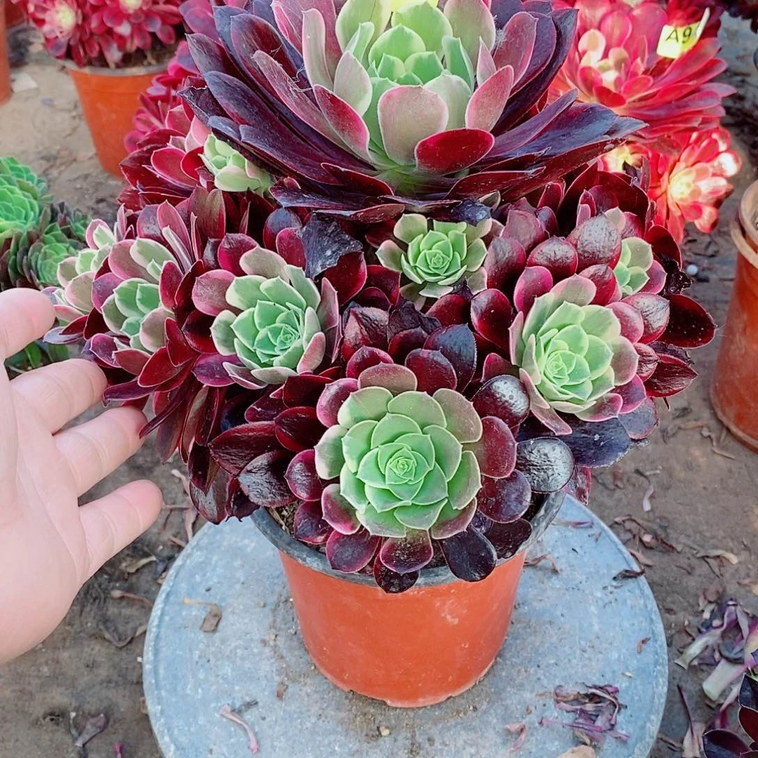 金丝雀手捧法师883