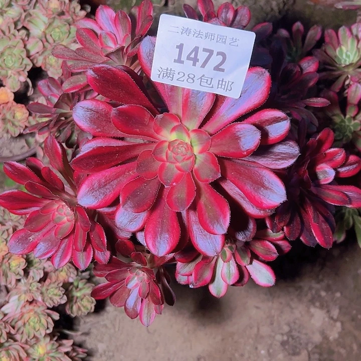 1472香奈尔多肉植物2号