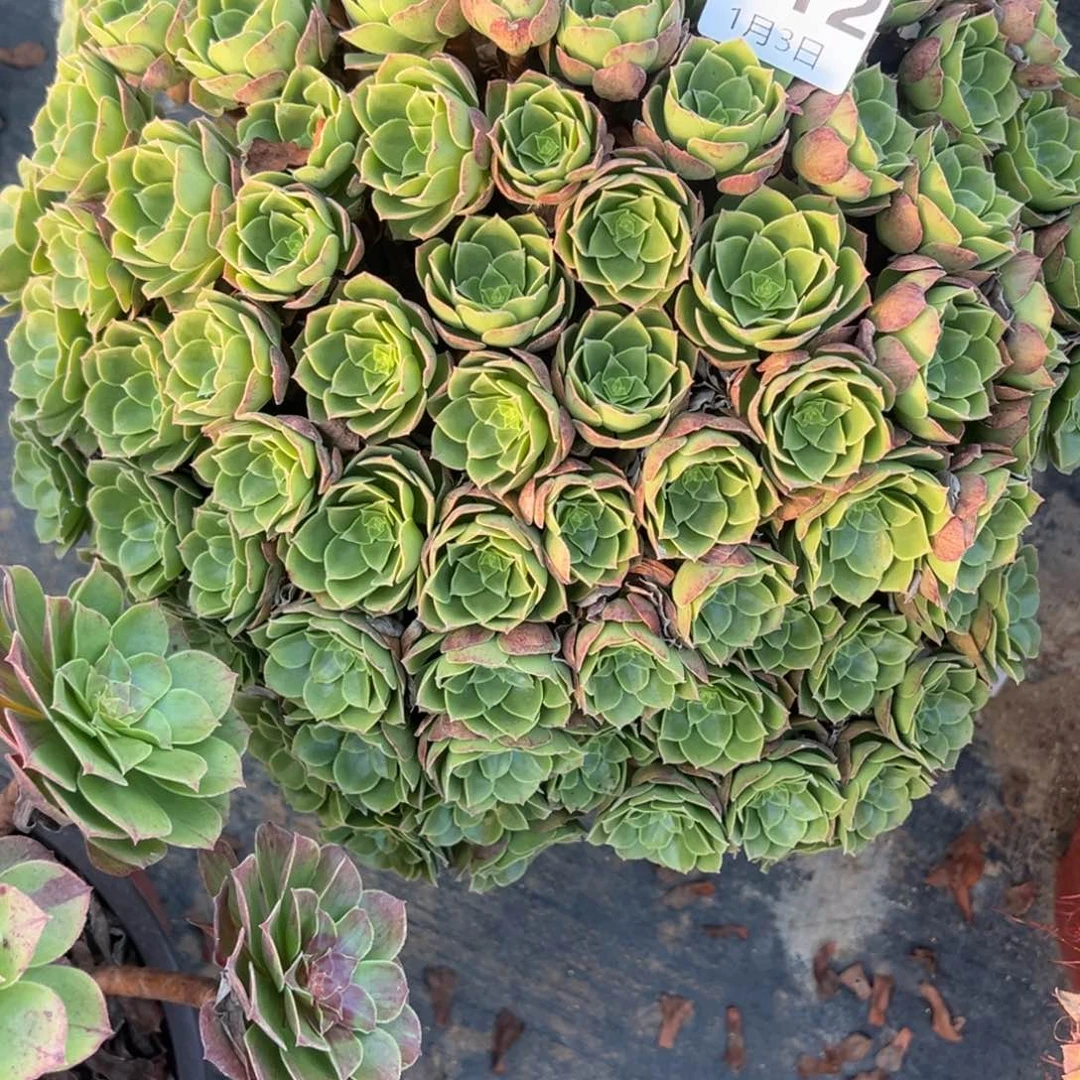 1.3-12万圣夜多肉植物