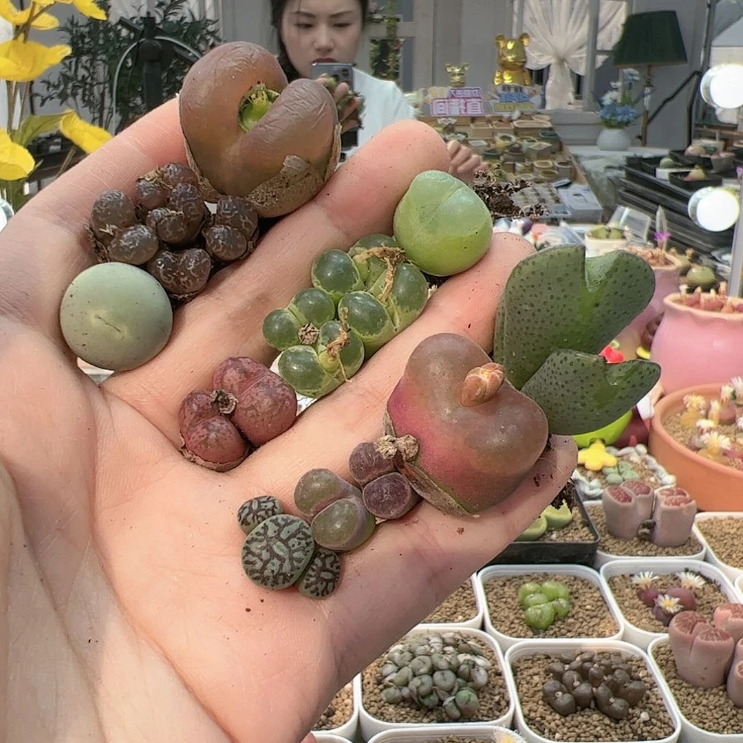 【闪购商品】86 清盒