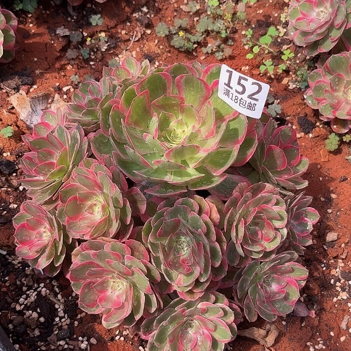 152云荷朵朵发发发