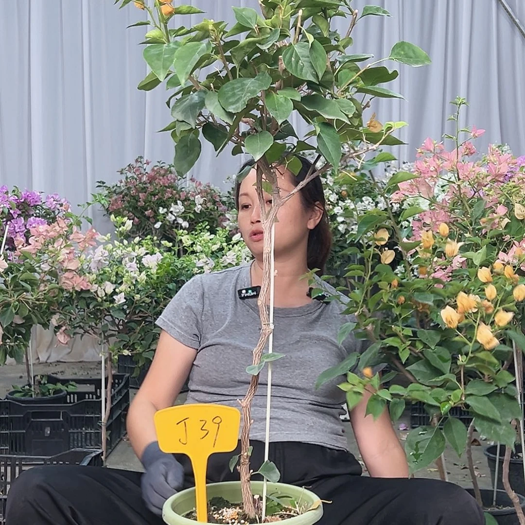 足***缘当前无花栽培后可以开花J39金色光辉