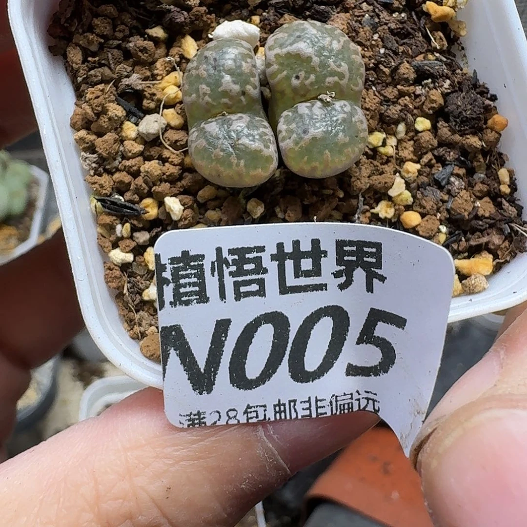 多肉植物的人生fhhn