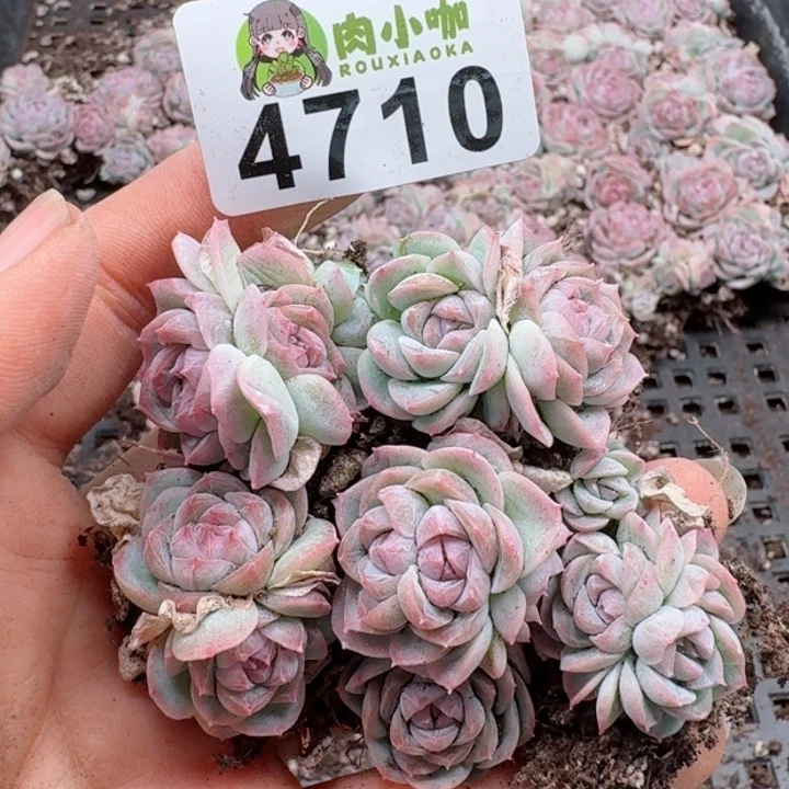 多肉植物多肉植物