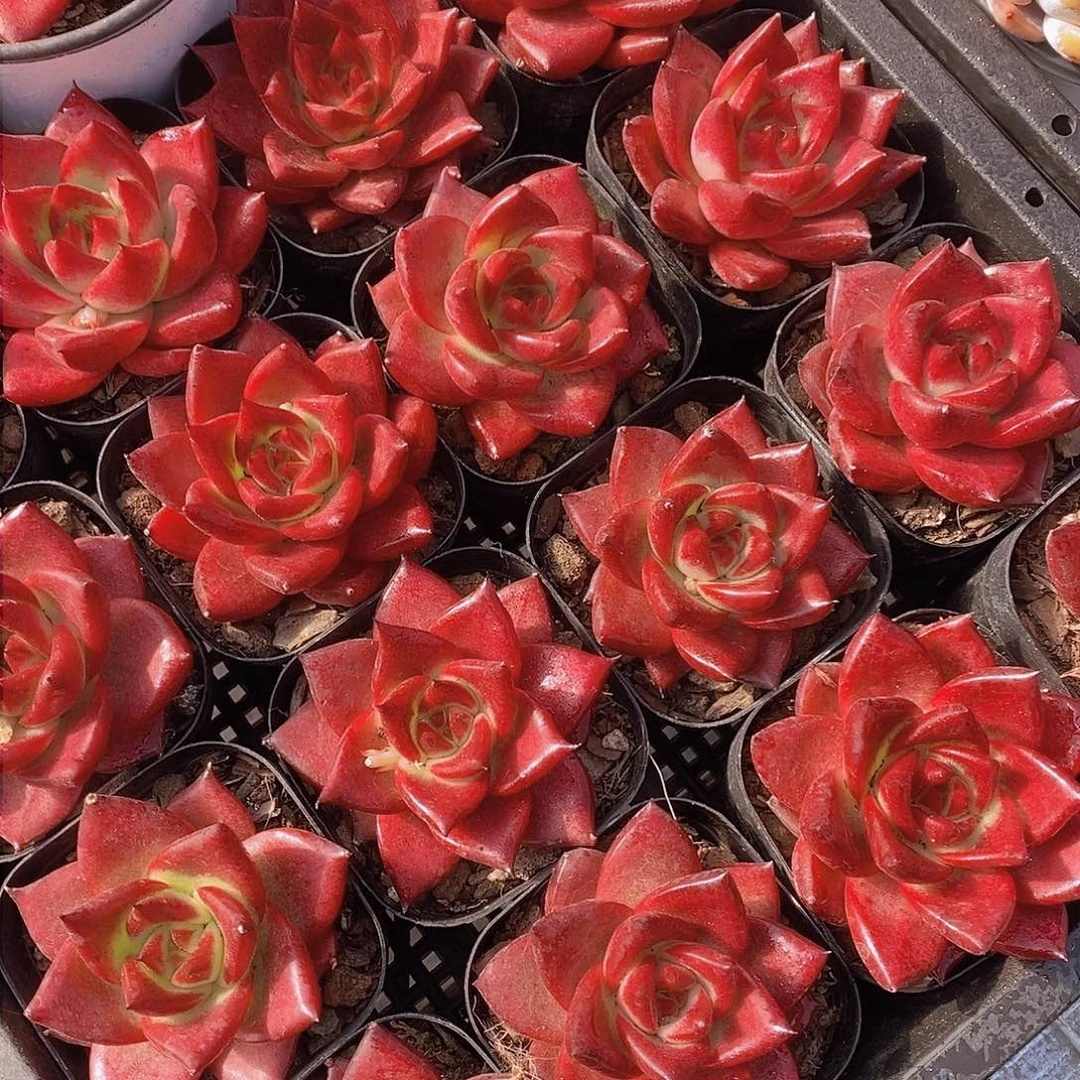 0203-小罗宾单头一颗 量拍