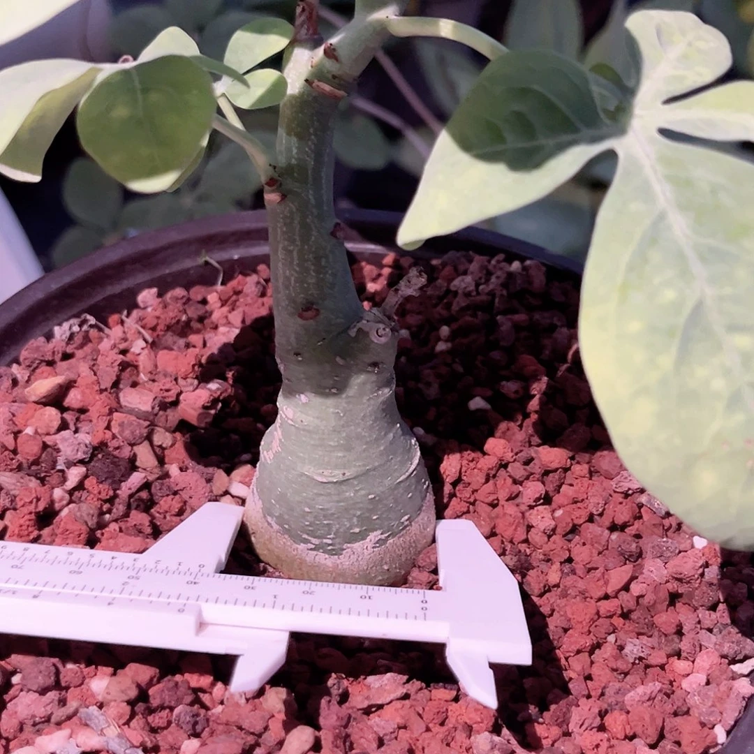 多肉植物幻蝶蔓实生4cm