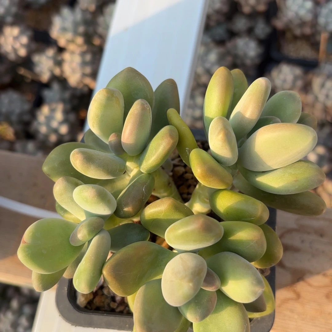 无花朵芒果奶无砍自然群