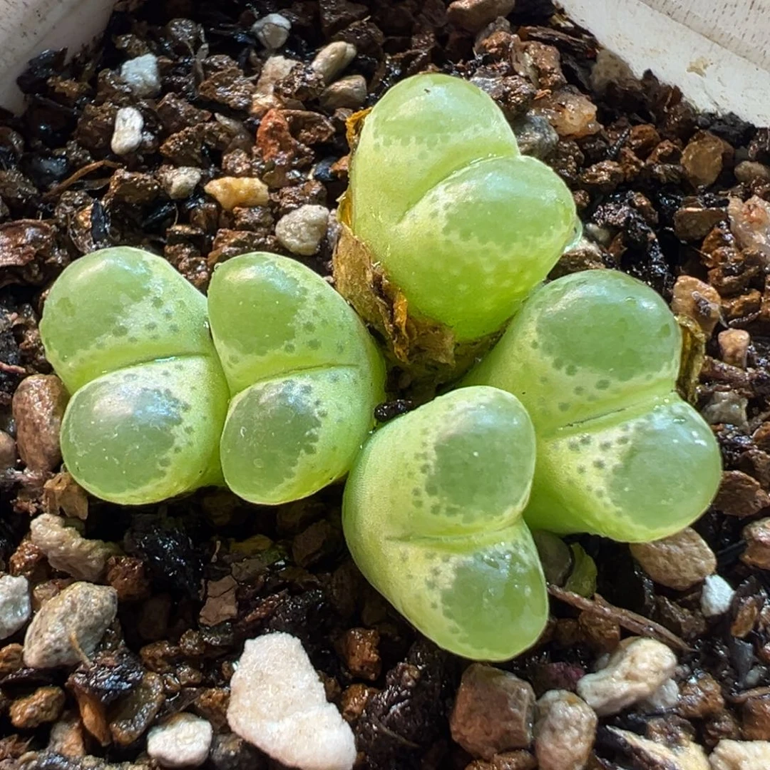 452多肉植物种类多样