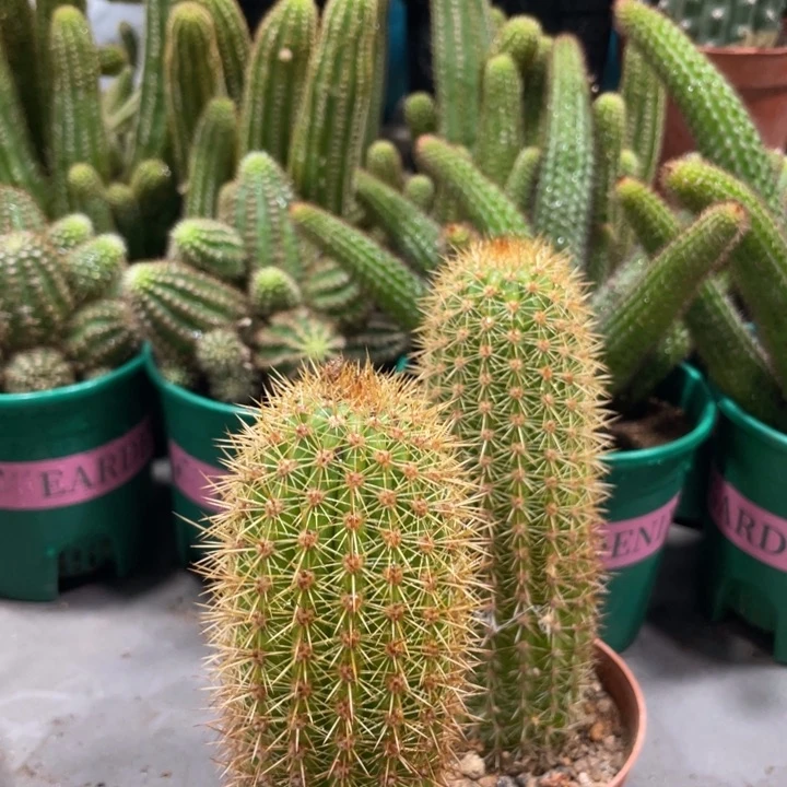 时光金妞超大一杯