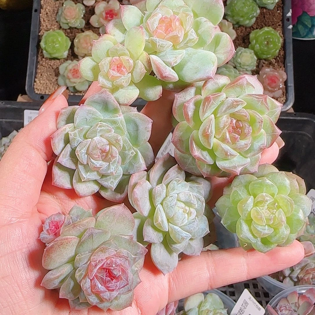 1027--274一物一拍