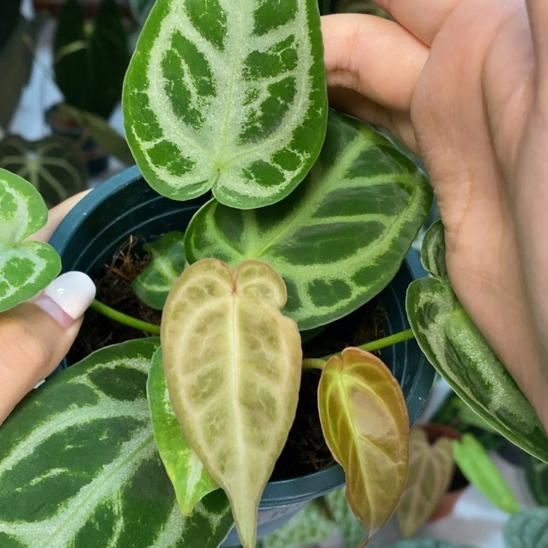 不开花植物撕裂纹水晶杂铜锣烧