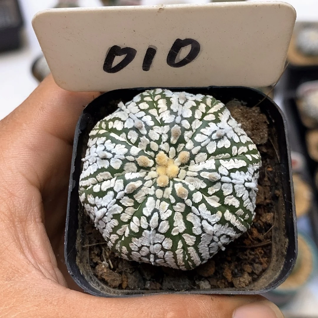 010福利特价咯打榜互