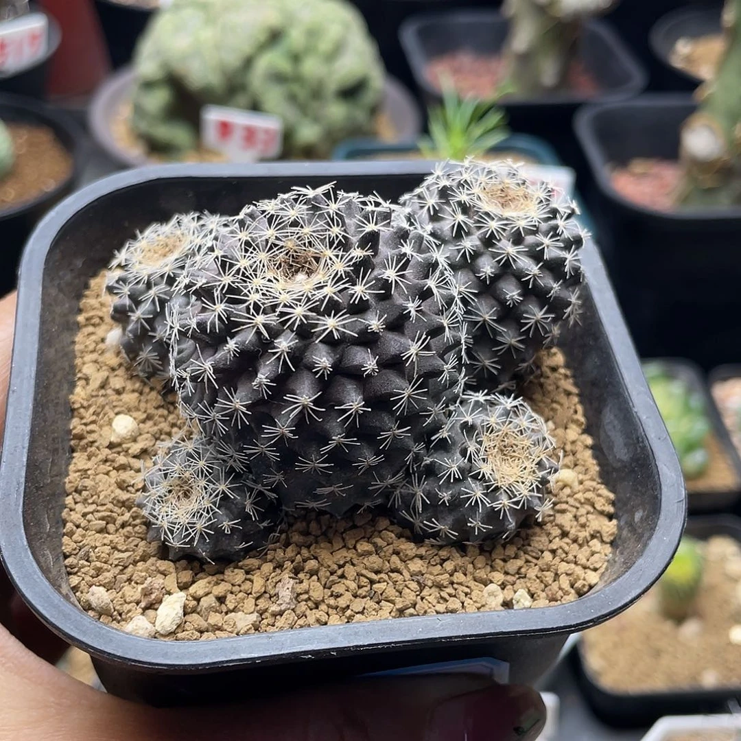 遥***头实生龙爪鱼鳞丸专拍