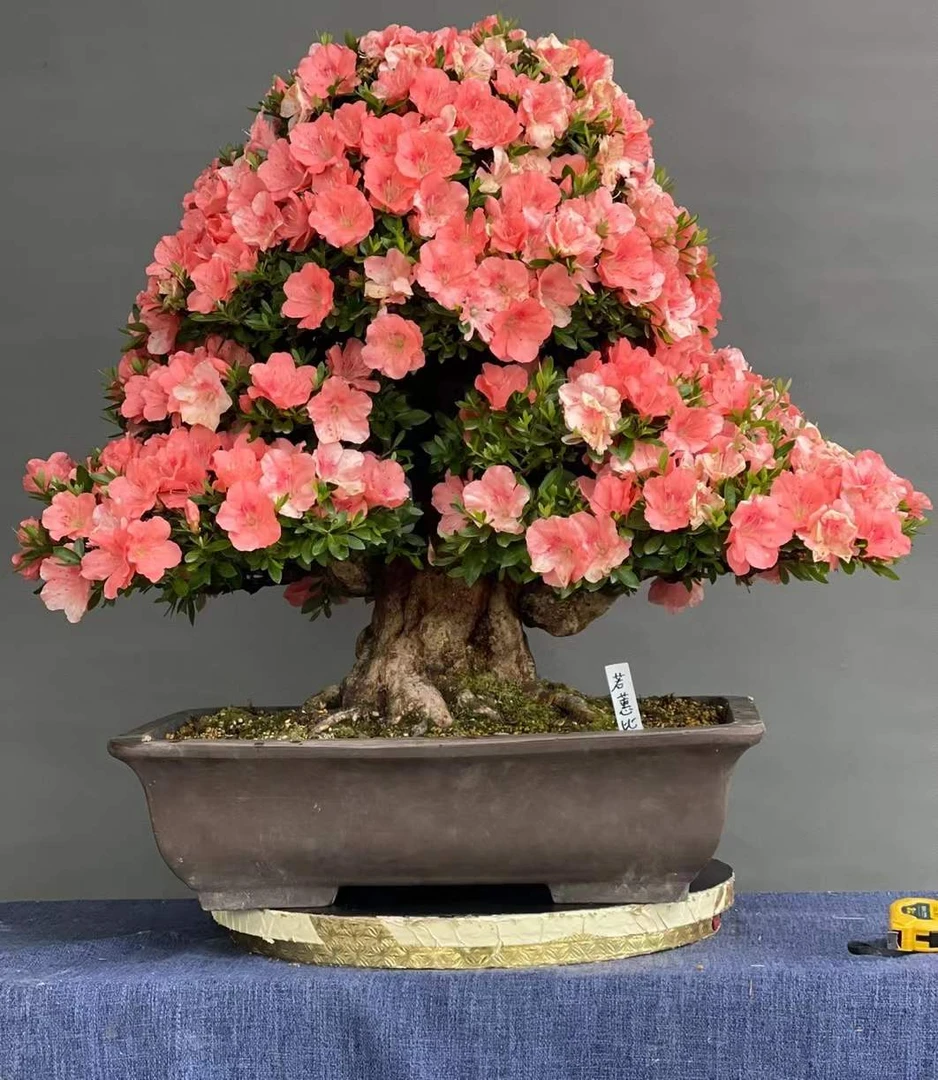 杜鹃盆景映山红映山紫赤楠中华下山熟桩春季紫花盆景桩