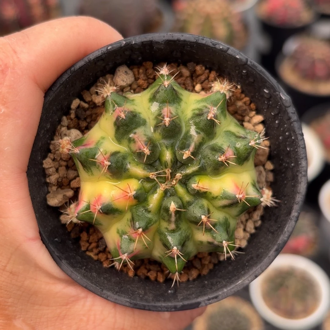 泰系米哈仙人球5