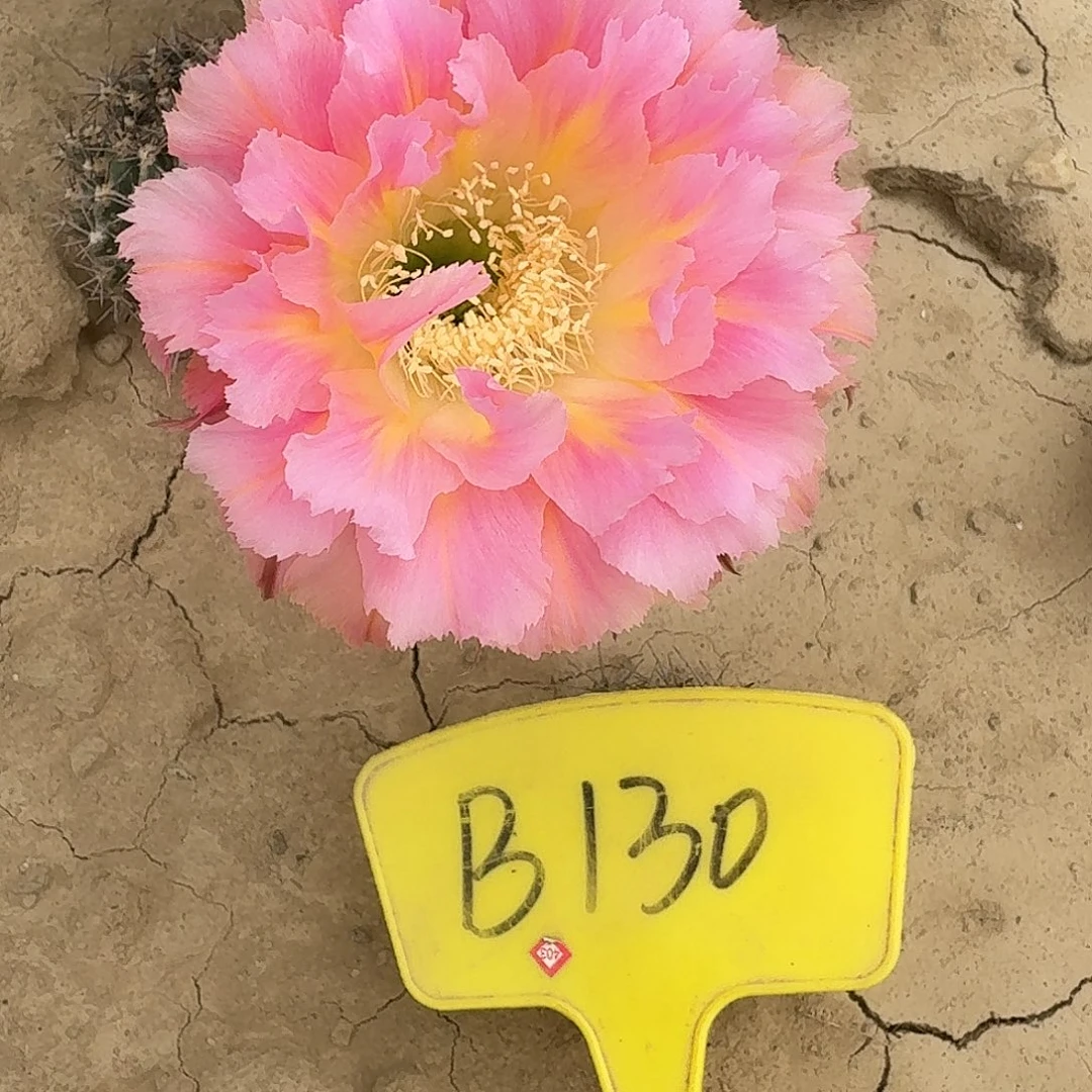 B130,077瑕疵歪头4cm