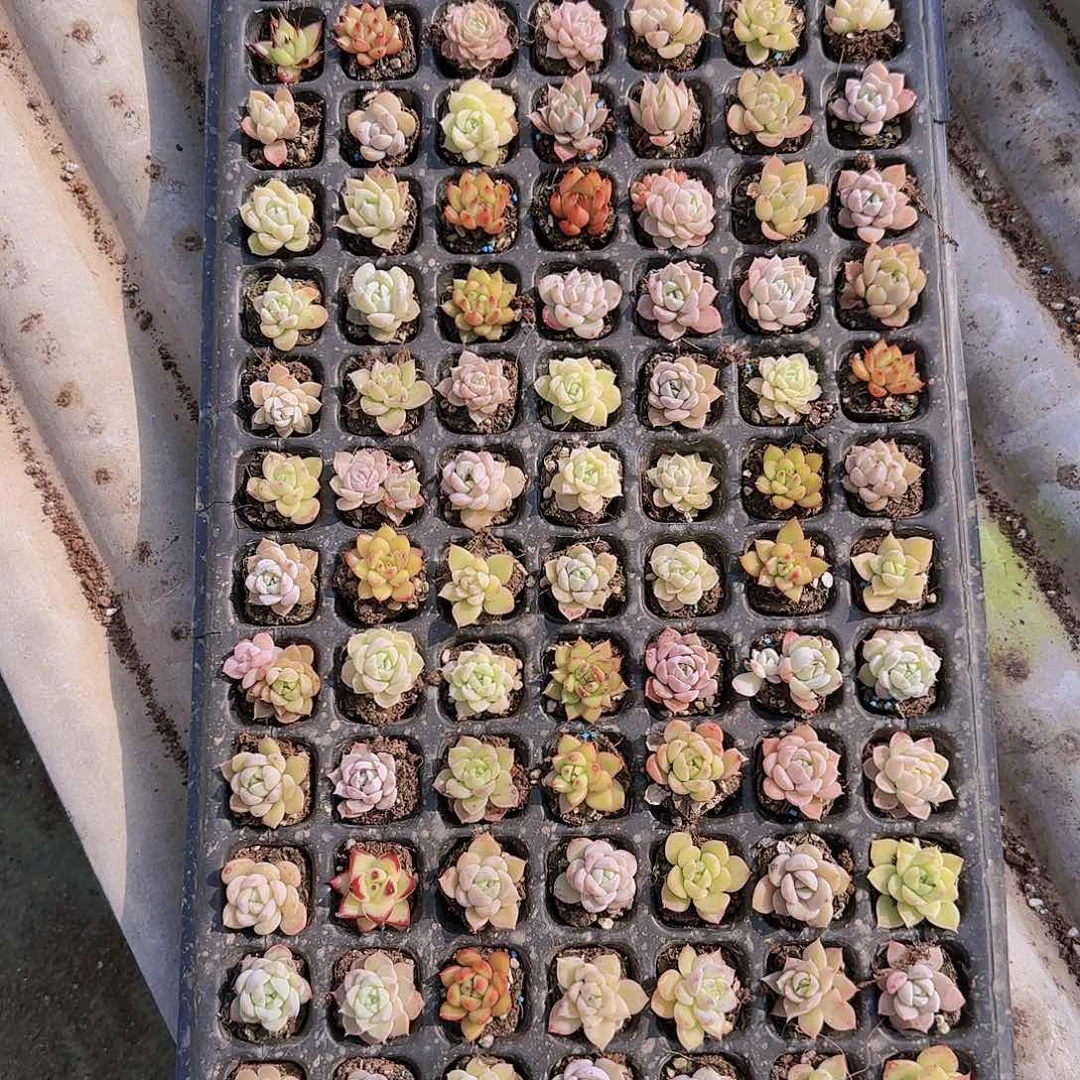 直播一物一拍多肉101