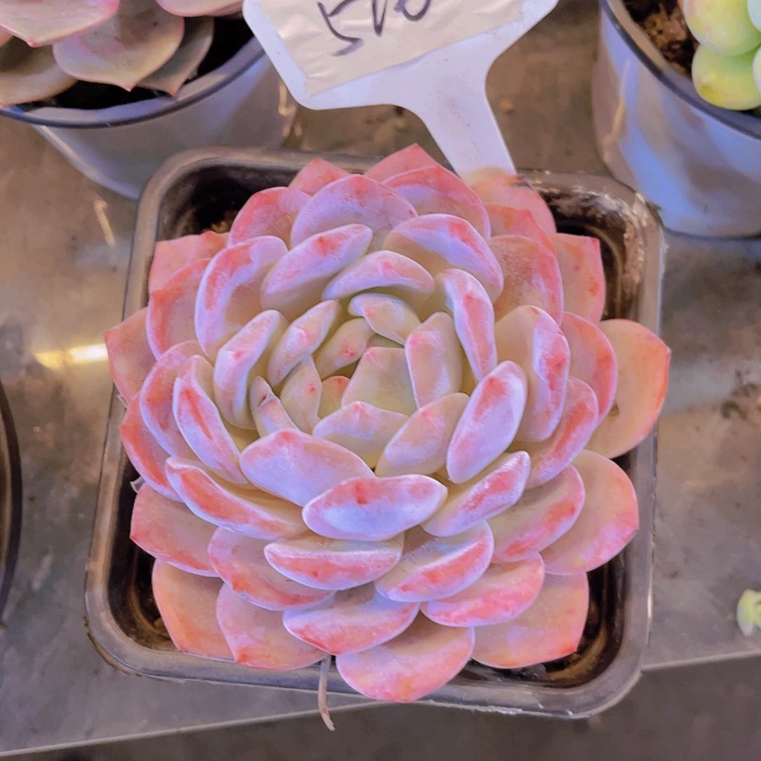 江****000000000000000516