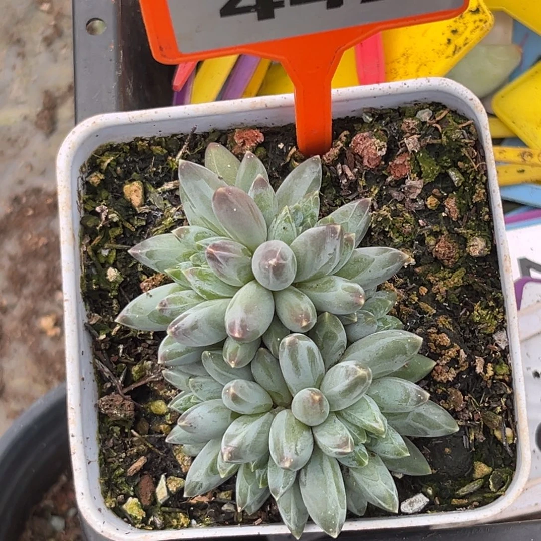多肉植物姜子牙442