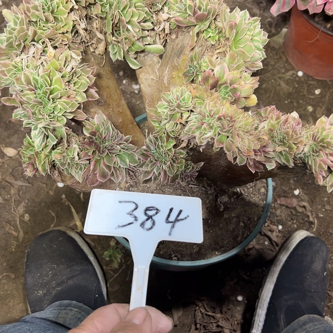 多肉植物女神缀花干伤384