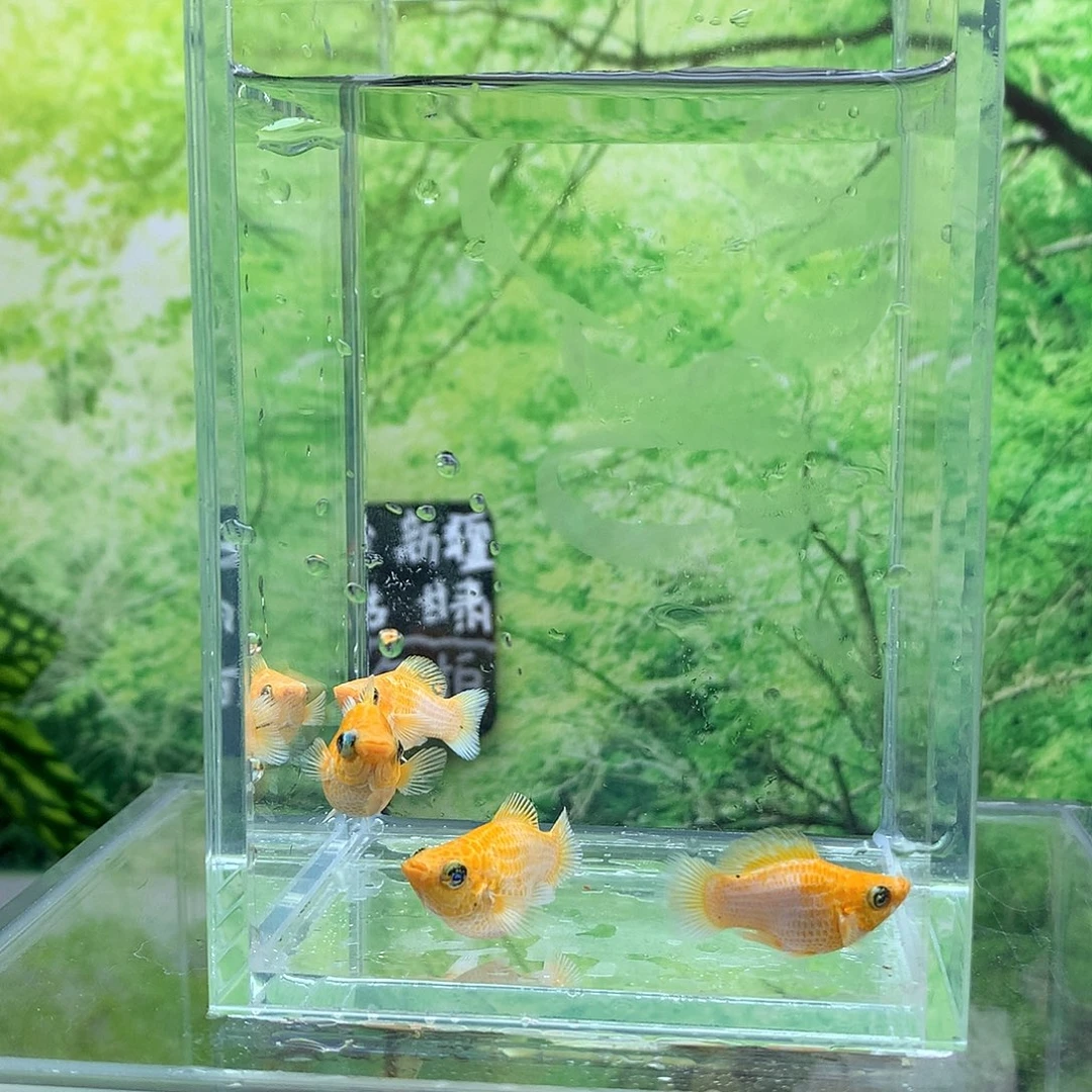 海水鱼15号2对柠檬压成