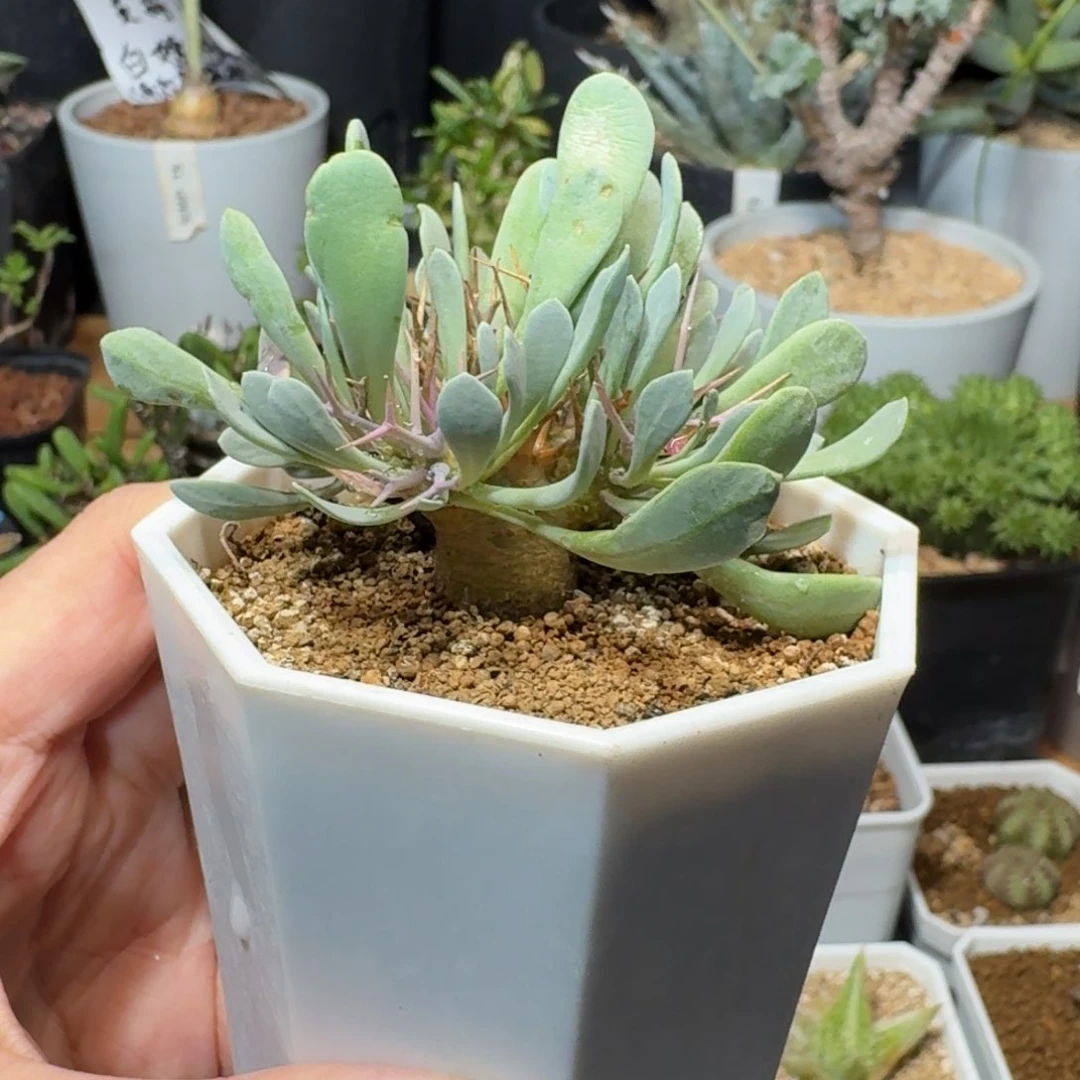 黑gui殿一物一拍多肉植物