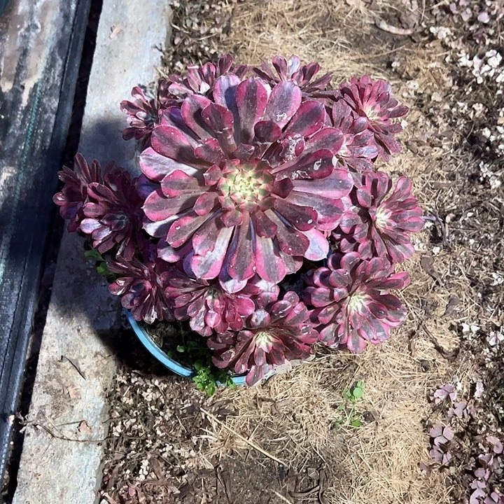 0372黑同白多肉植物