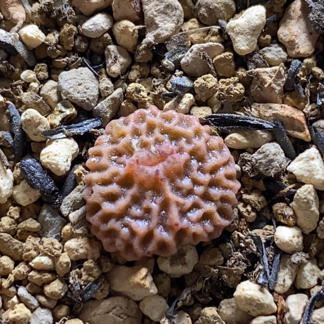 开播福利一颗7778