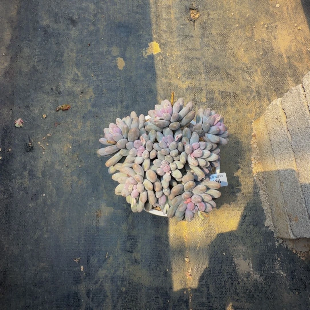 沐****✨j j j j j j j j j j j 36